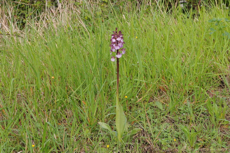 Orchidee del Chianti - Ophrys sphegodes e altre...